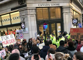 Joshua Francis - Canada Goose (Fly Home)