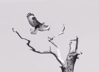 The Bicycle Thieves - Back Again