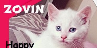 ZOVIN - Happy Snuggly Little Baby Kitties