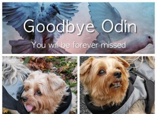 Steen Rylander - Goodbye Odin, You Will Be Forever Missed