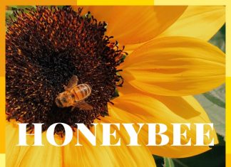 Gabe Griffin - Honeybee