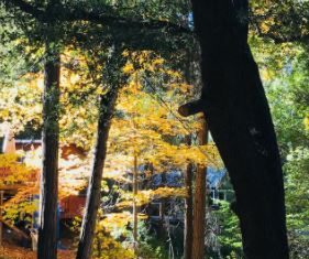 Mark Ambuter - Love is Everywhere