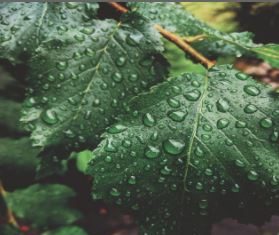 Some Petrichor - Tied To The Ocean