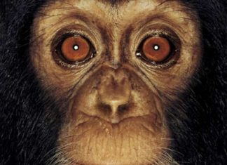 Beeniebee - Slavemaster