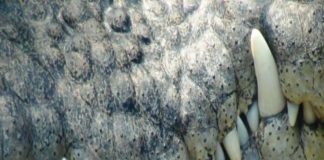 587 Sino - CROCODILE TEETH (Freestyle)