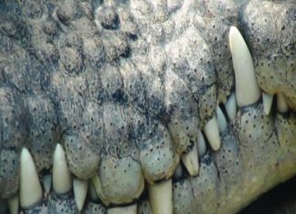 587 Sino - CROCODILE TEETH (Freestyle)