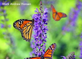 Mark Andrew Hansen - Butterfly in Love
