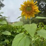 Michellar’s ‘September’: The San Francisco Artist’s Heartfelt New Pop Single