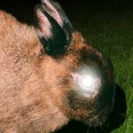 little image “THE REAPER” Review: A Deep Dive into the Dark New Single