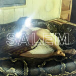 SALEM ‘Red Dragon’ Review: Witch House Pioneers Return With Surprise Album