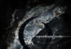 A Perfect Circle Returns with New Single ‘Starless’ | Band News