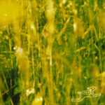 Bo Staloch: From A Different Age | New Single Review