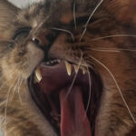 Showing Teeth Make It Out: The New Single Breaking All Rules