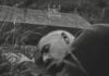 Dermot Kennedy Stockholm: Inside His New Pop Single & Album Era