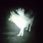 Fat Dog Heart of Darkness Review: Meaning, Lyrics & Shrek 5